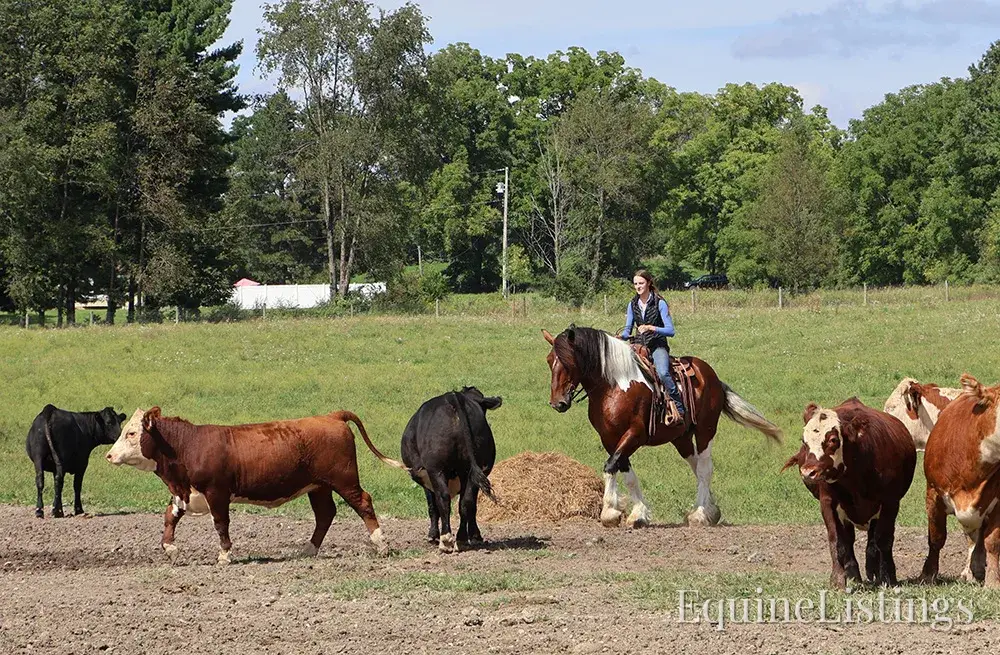 Charleston Tri-Color Gelding Draft - Photo 14