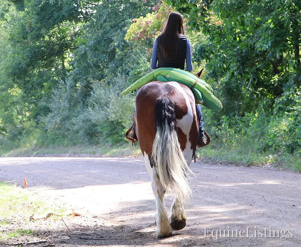 Charleston Tri-Color Gelding Draft - Photo 15