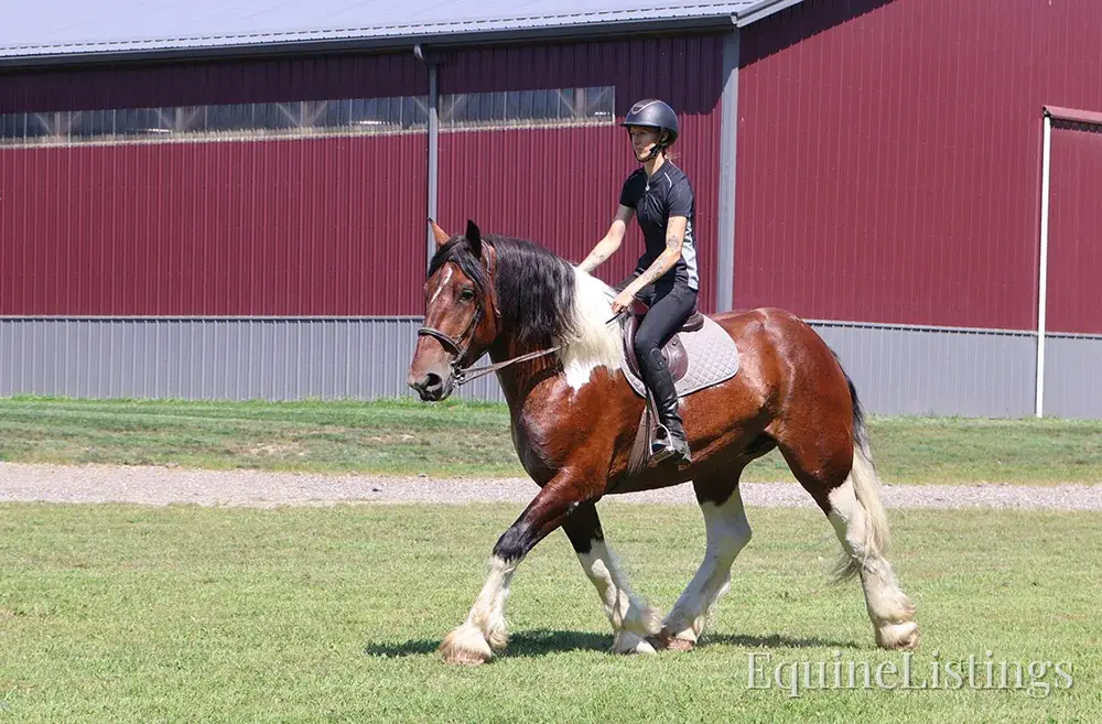 Charleston Tri-Color Gelding Draft - Photo 16