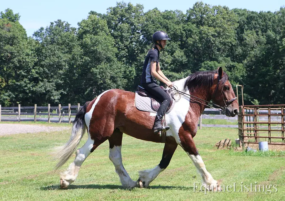Charleston Tri-Color Gelding Draft - Photo 2