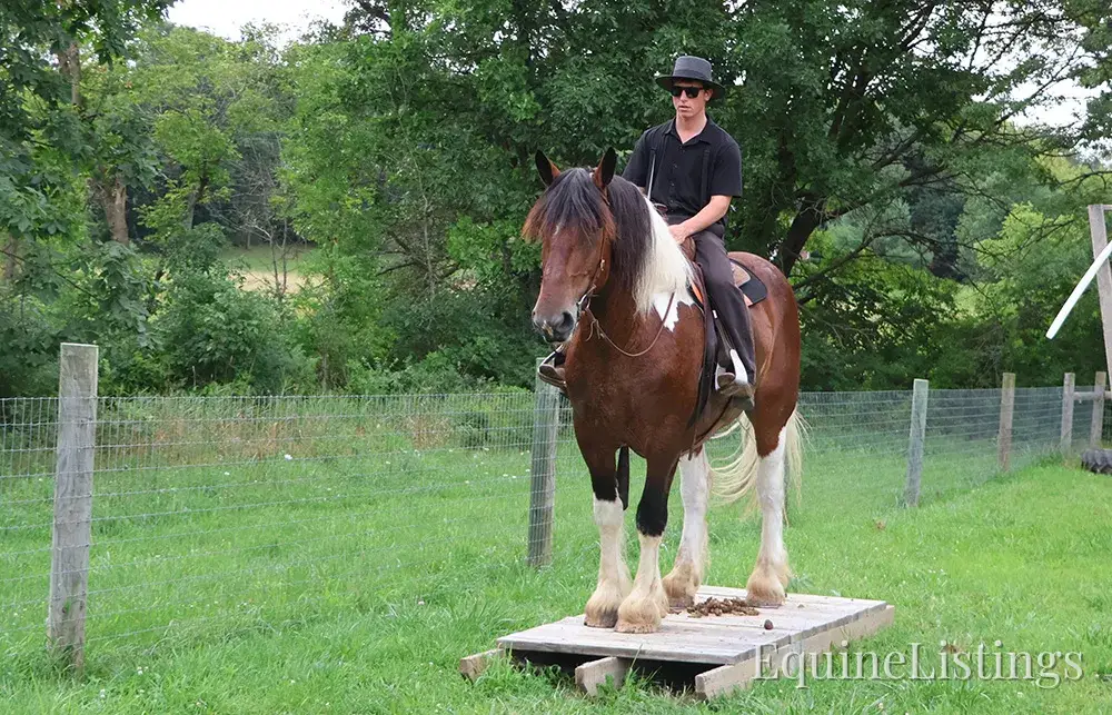 Charleston Tri-Color Gelding Draft - Photo 3