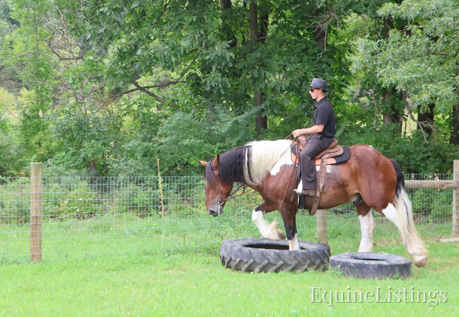 Charleston Tri-Color Gelding Draft - Photo 4