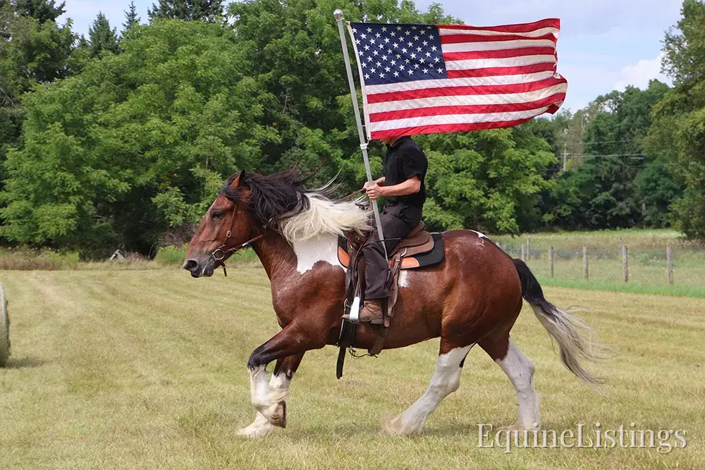 Charleston Tri-Color Gelding Draft - Photo 5