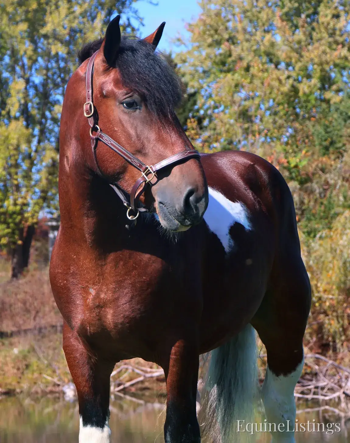 Charleston Tri-Color Gelding Draft - Photo 6