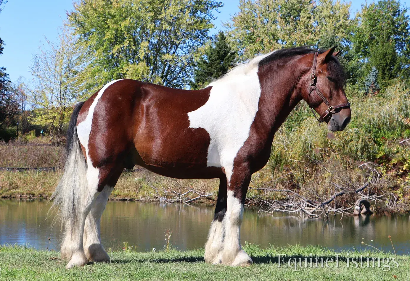 Charleston Tri-Color Gelding Draft - Photo 7