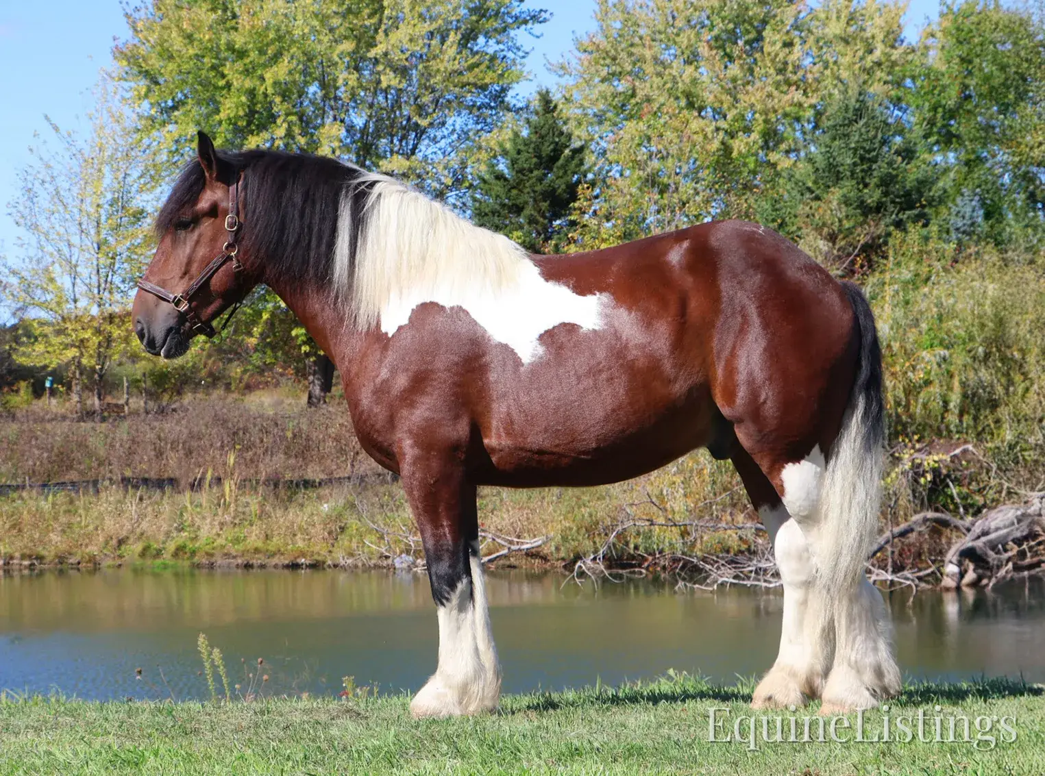 Charleston Tri-Color Gelding Draft - Photo 8