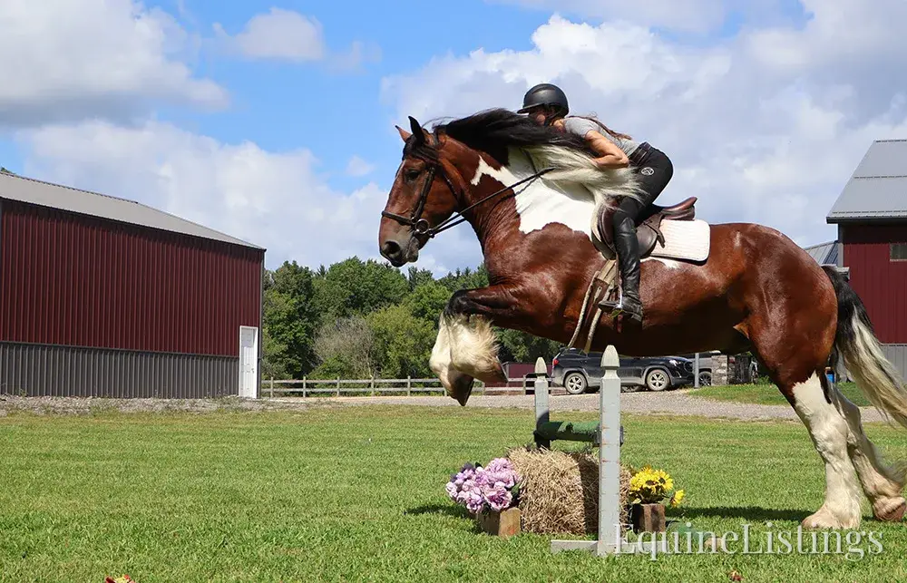 Charleston Tri-Color Gelding Draft - Photo 9
