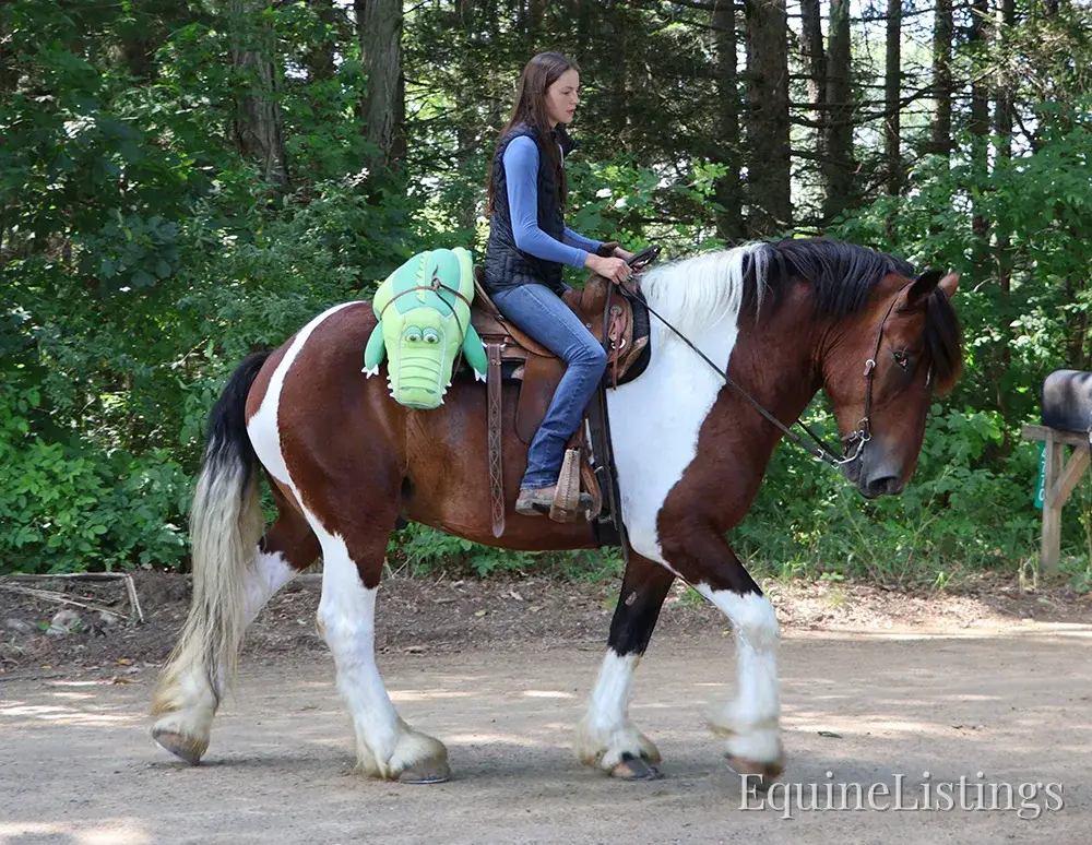 Charleston Tri-Color Gelding Draft - Photo 10
