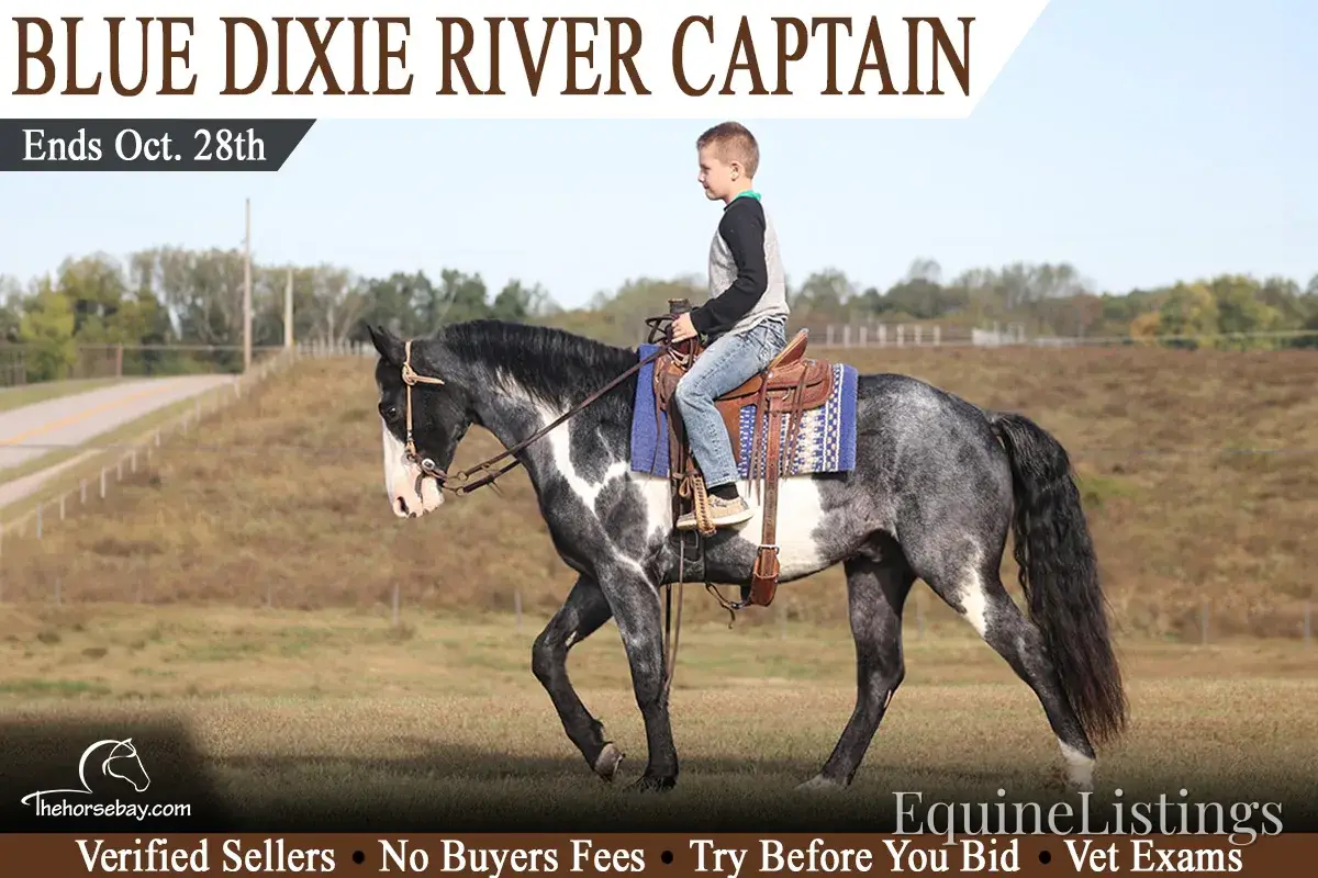 BLUE DIXIE RIVER CAPTAIN Blue Roan Gelding Tennessee Walking Horse