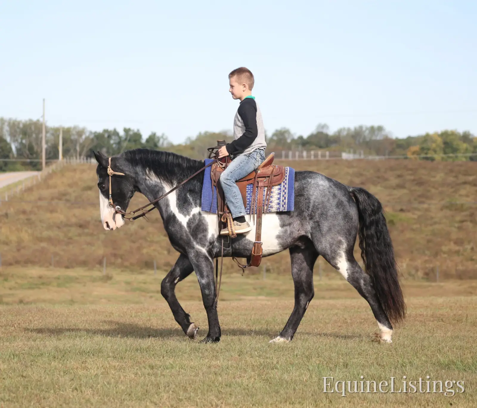 BLUE DIXIE RIVER CAPTAIN Blue Roan Gelding Tennessee Walking Horse - Photo 2
