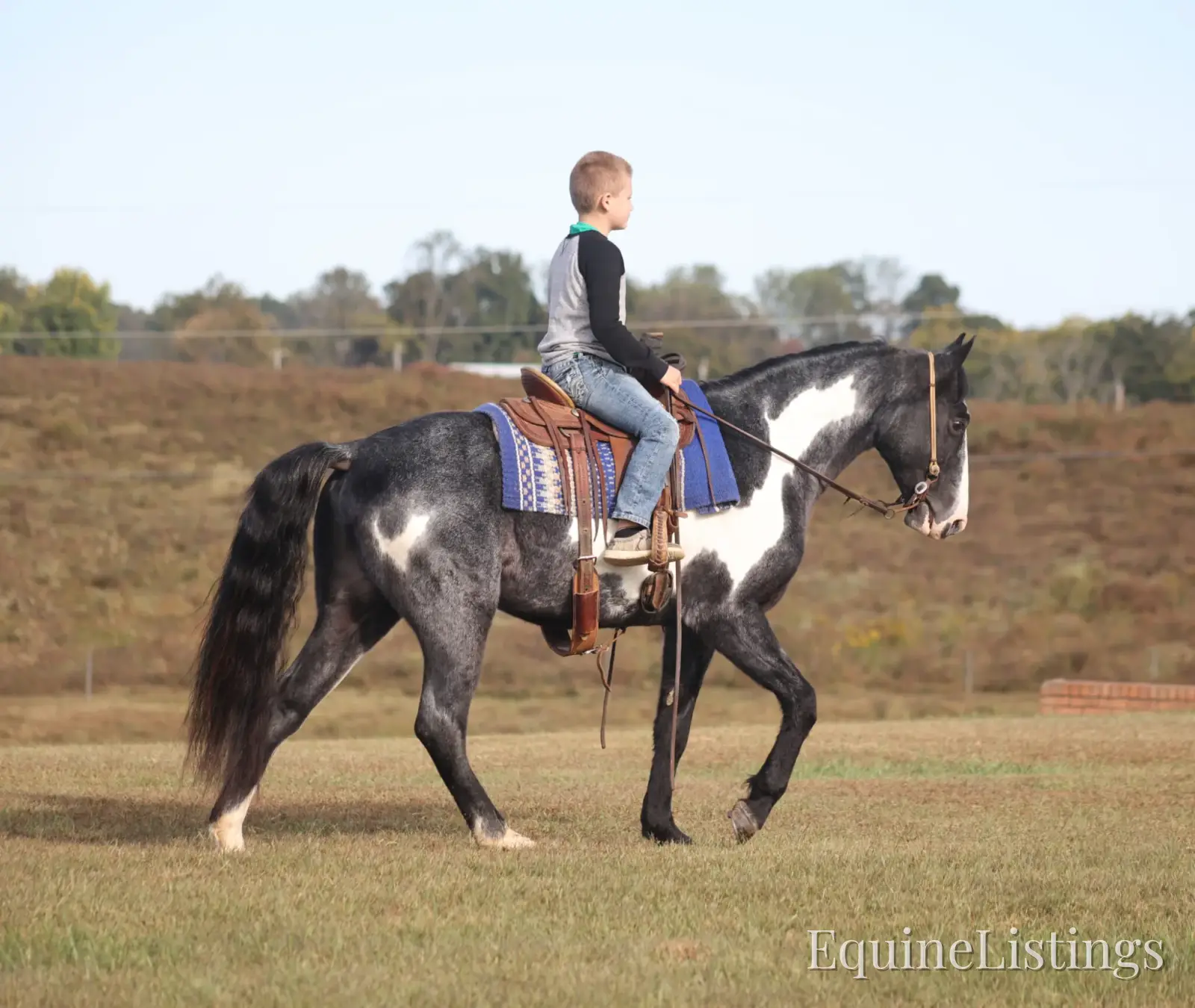 BLUE DIXIE RIVER CAPTAIN Blue Roan Gelding Tennessee Walking Horse - Photo 3