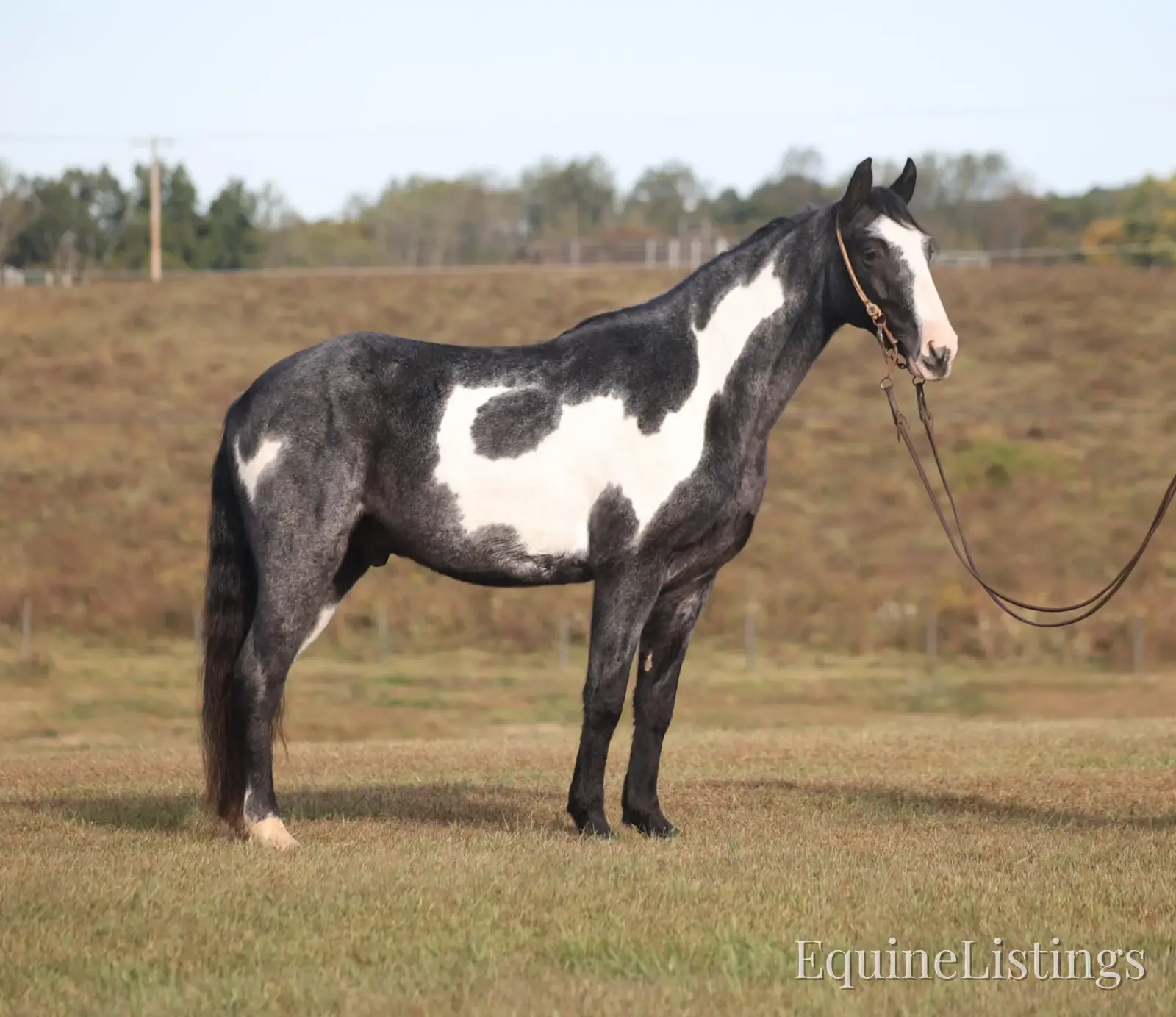 BLUE DIXIE RIVER CAPTAIN Blue Roan Gelding Tennessee Walking Horse - Photo 4