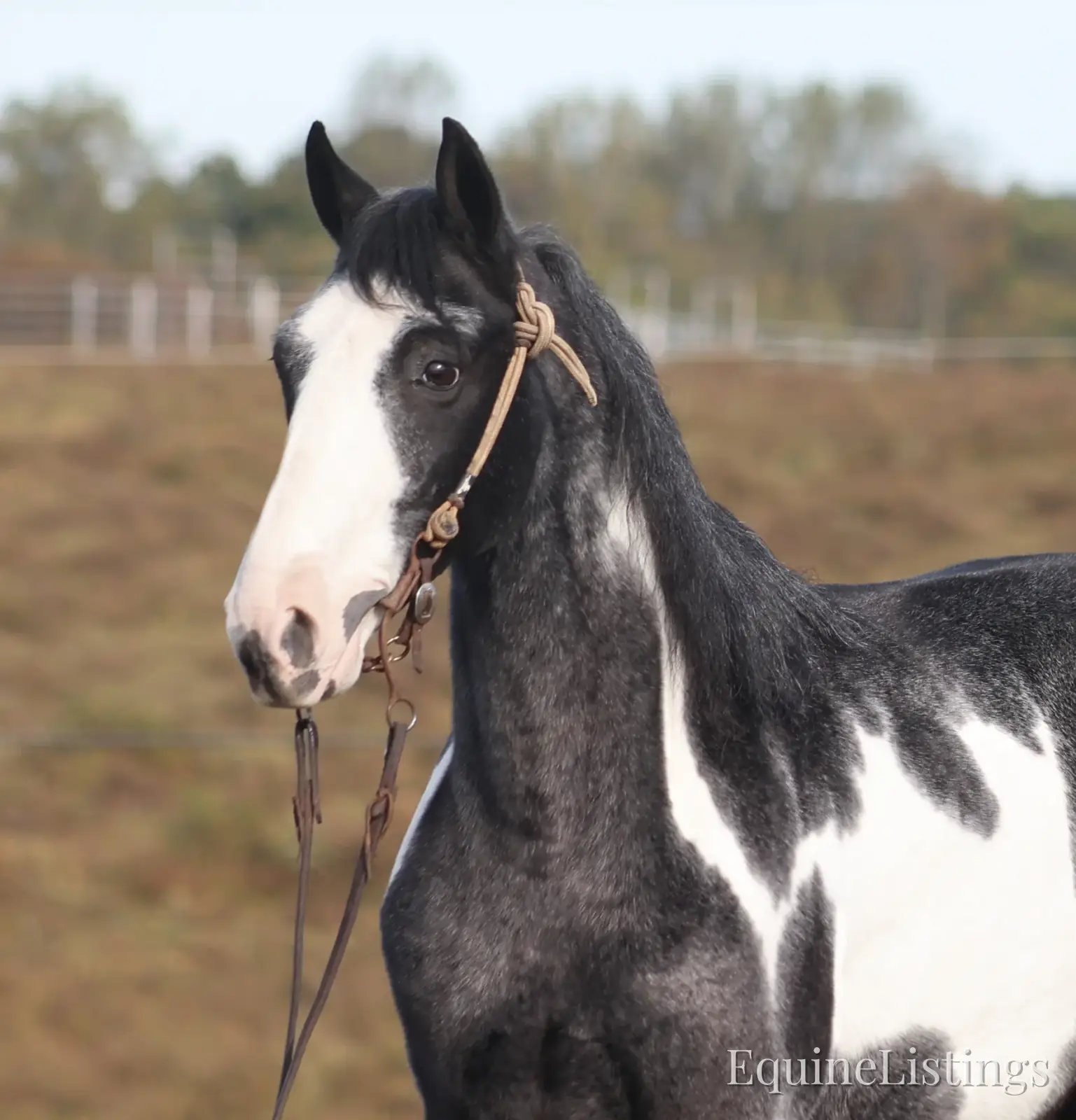BLUE DIXIE RIVER CAPTAIN Blue Roan Gelding Tennessee Walking Horse - Photo 5
