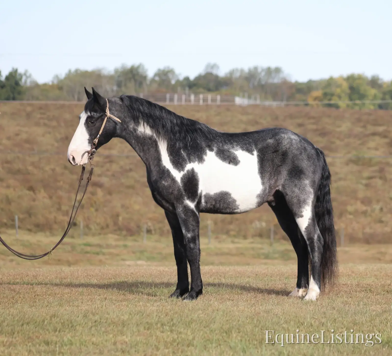 BLUE DIXIE RIVER CAPTAIN Blue Roan Gelding Tennessee Walking Horse - Photo 6