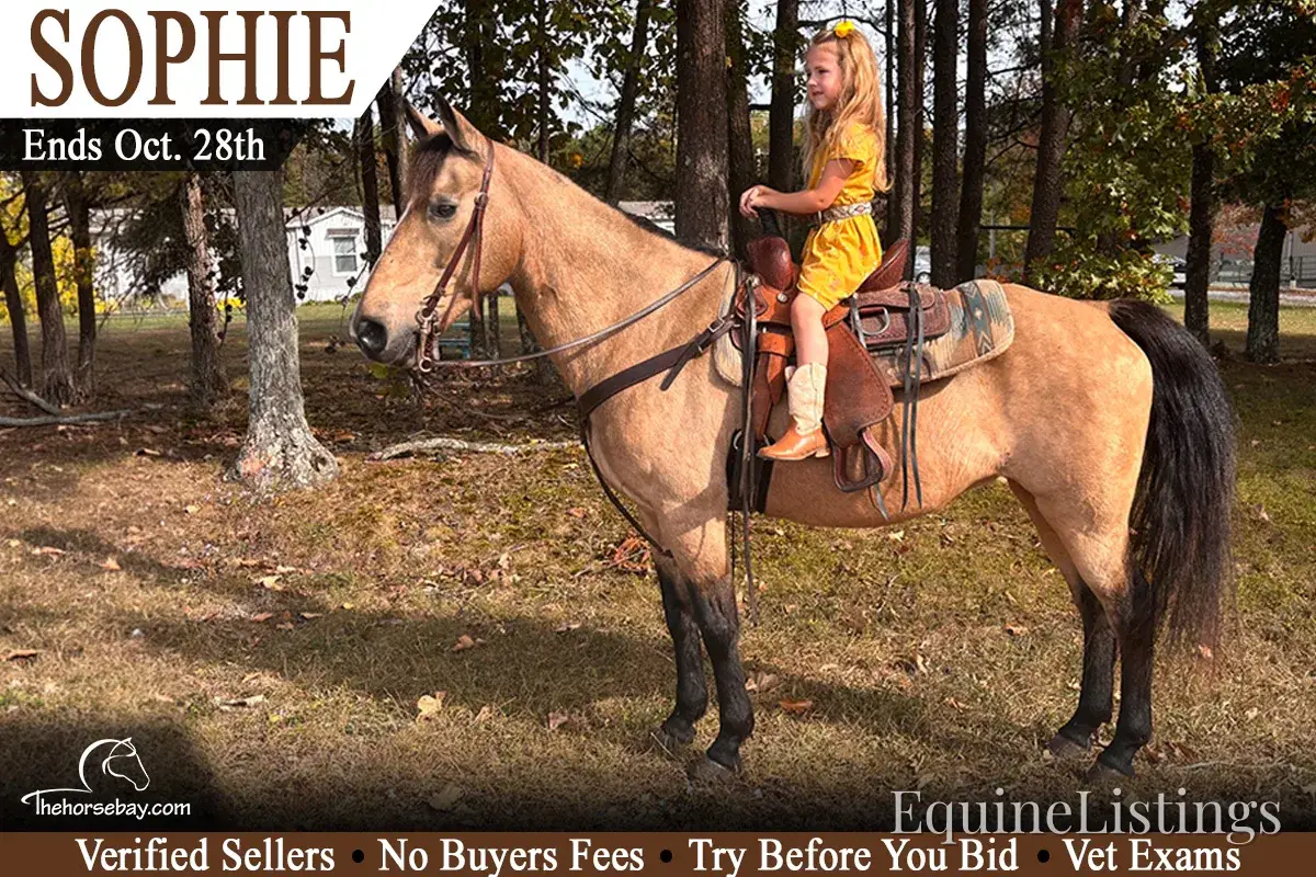 SOPHIE Buckskin Mare Rocky Mountain Horse