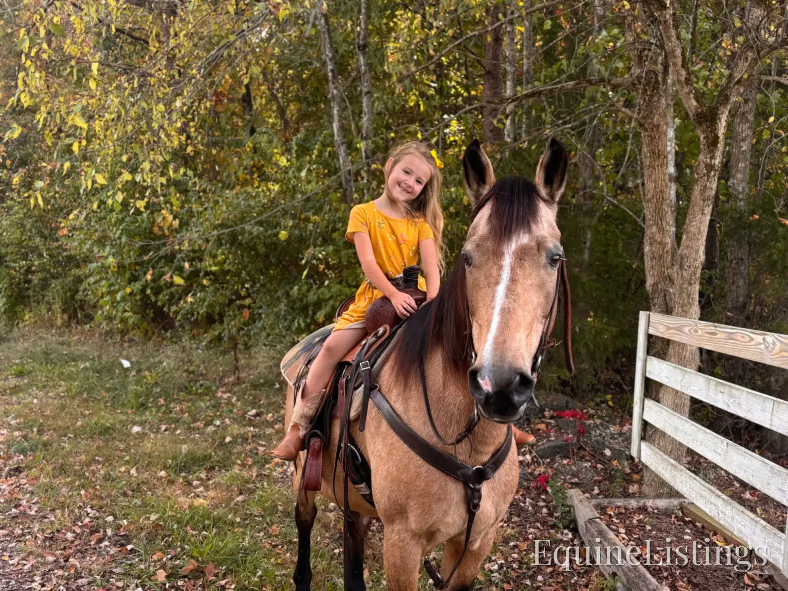SOPHIE Buckskin Mare Rocky Mountain Horse - Photo 11