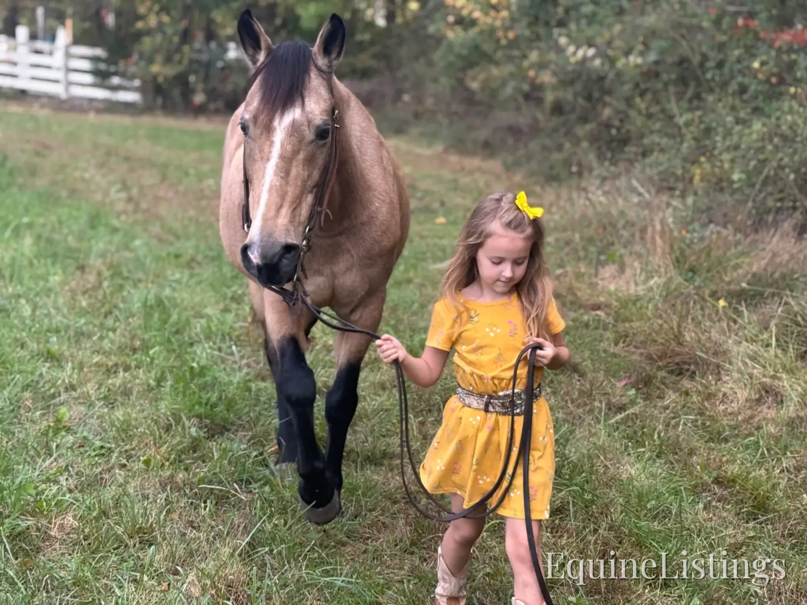 SOPHIE Buckskin Mare Rocky Mountain Horse - Photo 12