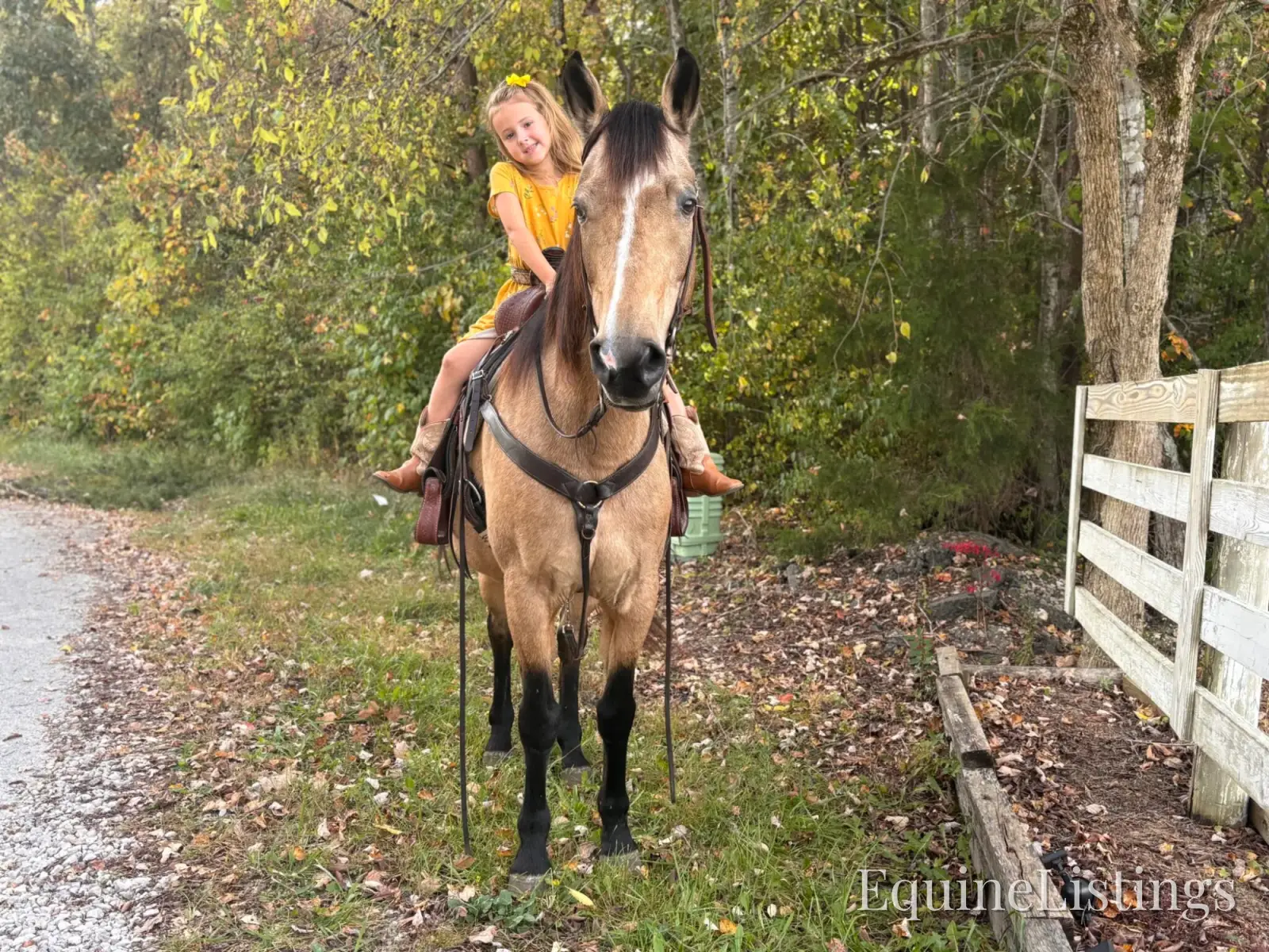 SOPHIE Buckskin Mare Rocky Mountain Horse - Photo 13