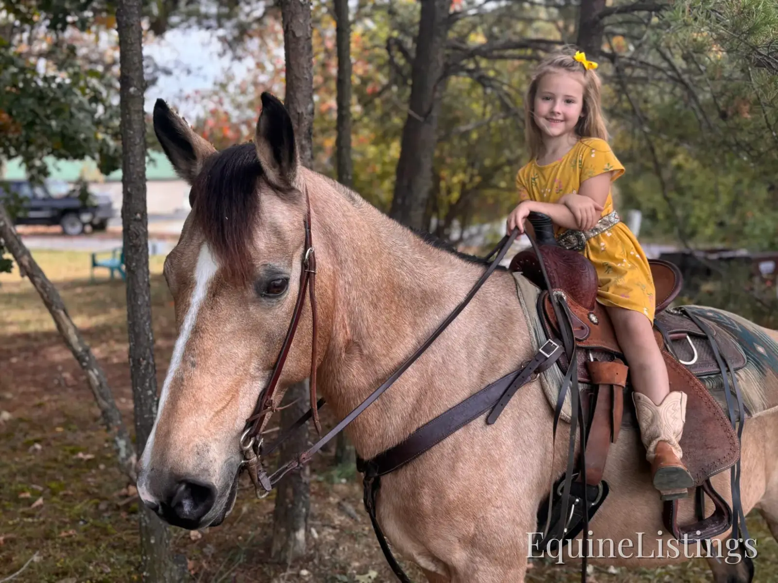 SOPHIE Buckskin Mare Rocky Mountain Horse - Photo 14