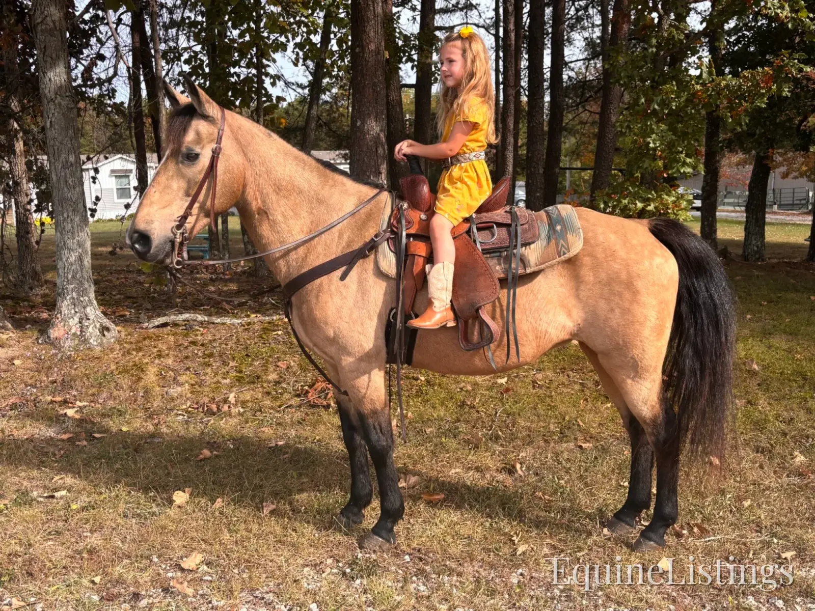 SOPHIE Buckskin Mare Rocky Mountain Horse - Photo 15