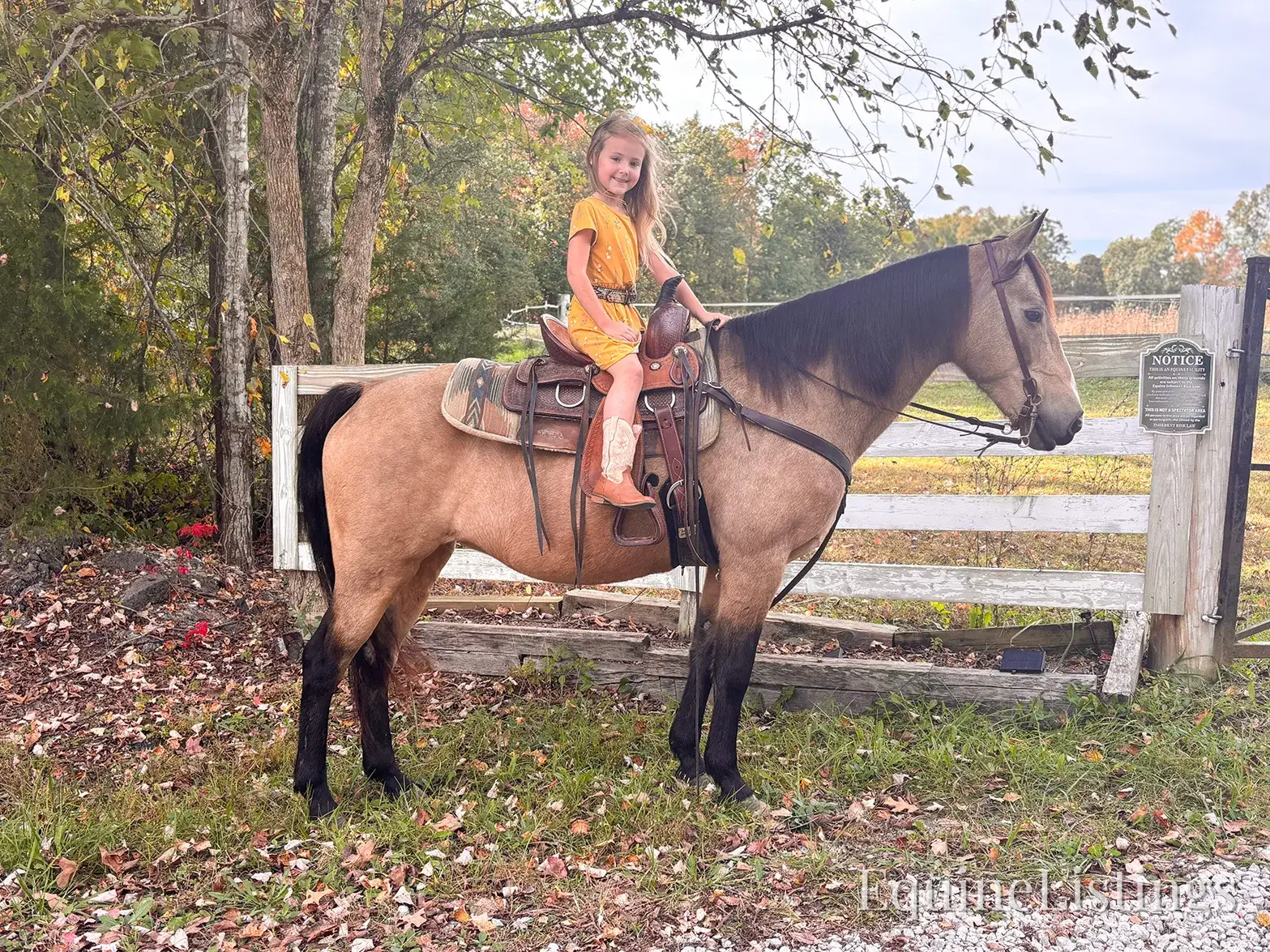 SOPHIE Buckskin Mare Rocky Mountain Horse - Photo 16