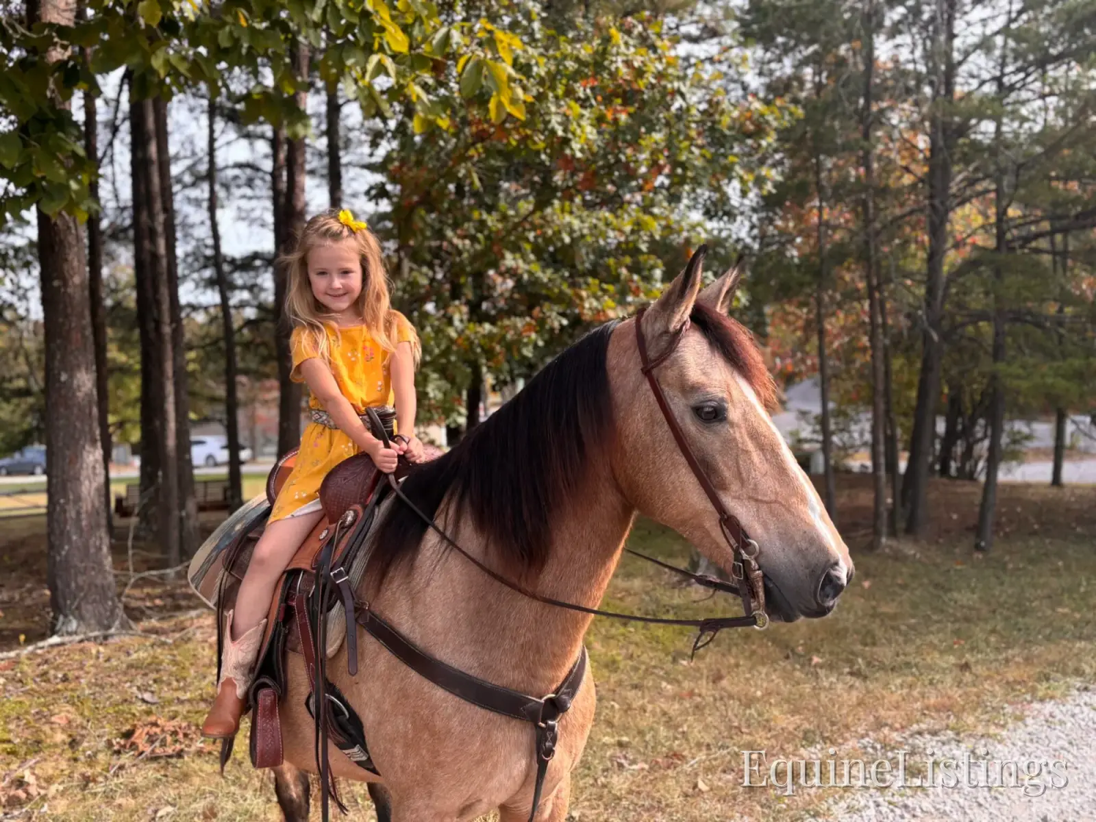 SOPHIE Buckskin Mare Rocky Mountain Horse - Photo 2