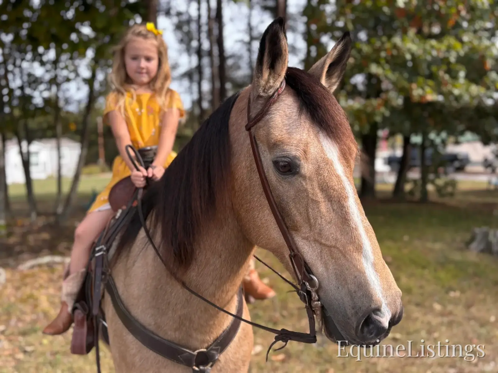 SOPHIE Buckskin Mare Rocky Mountain Horse - Photo 3