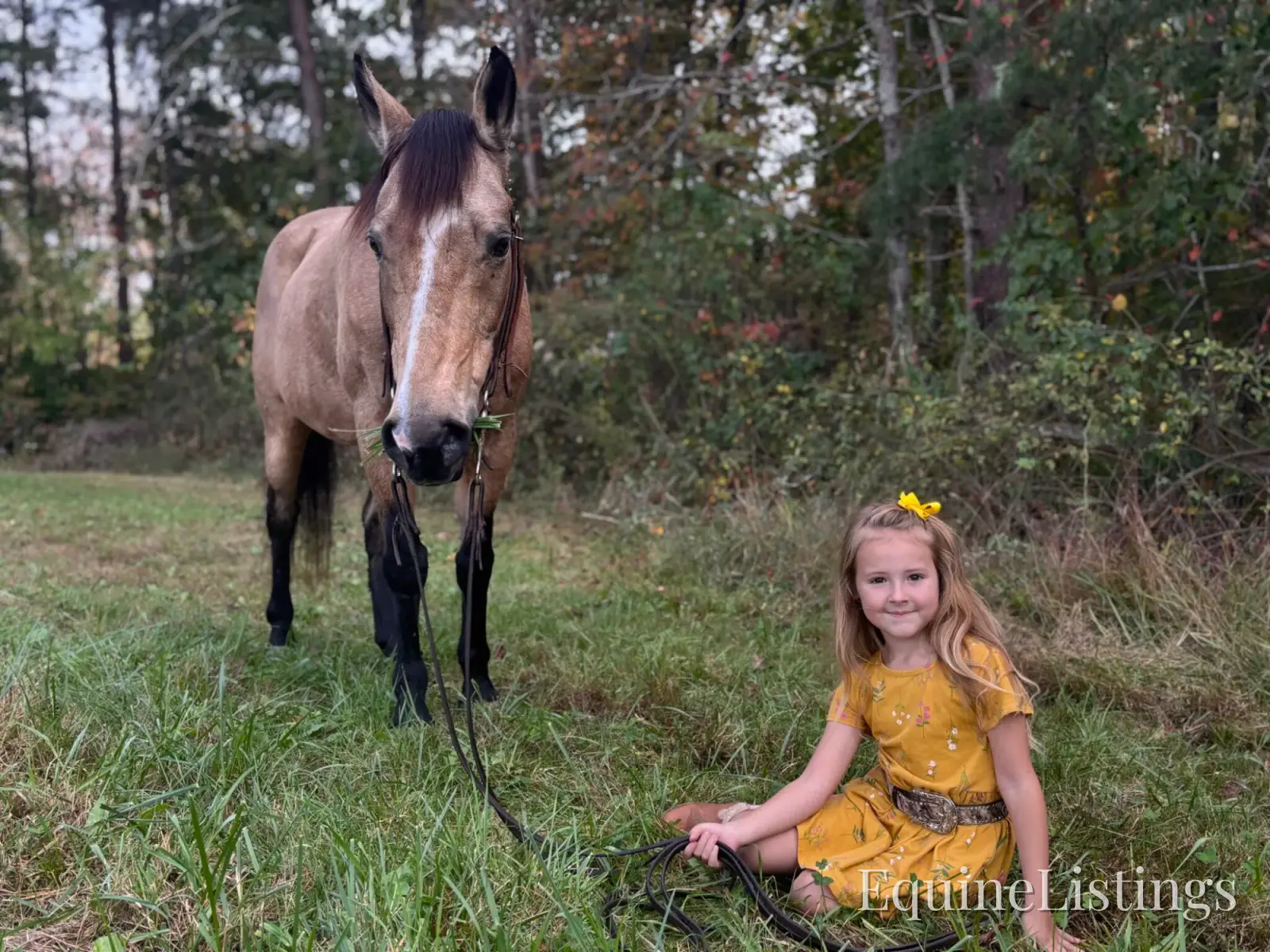SOPHIE Buckskin Mare Rocky Mountain Horse - Photo 4
