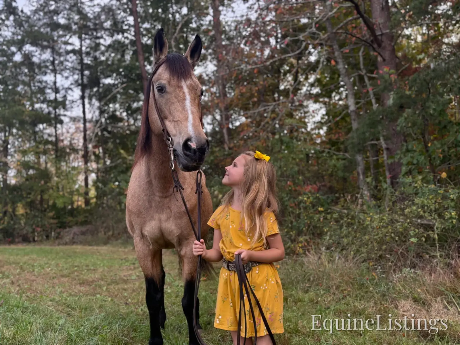 SOPHIE Buckskin Mare Rocky Mountain Horse - Photo 5