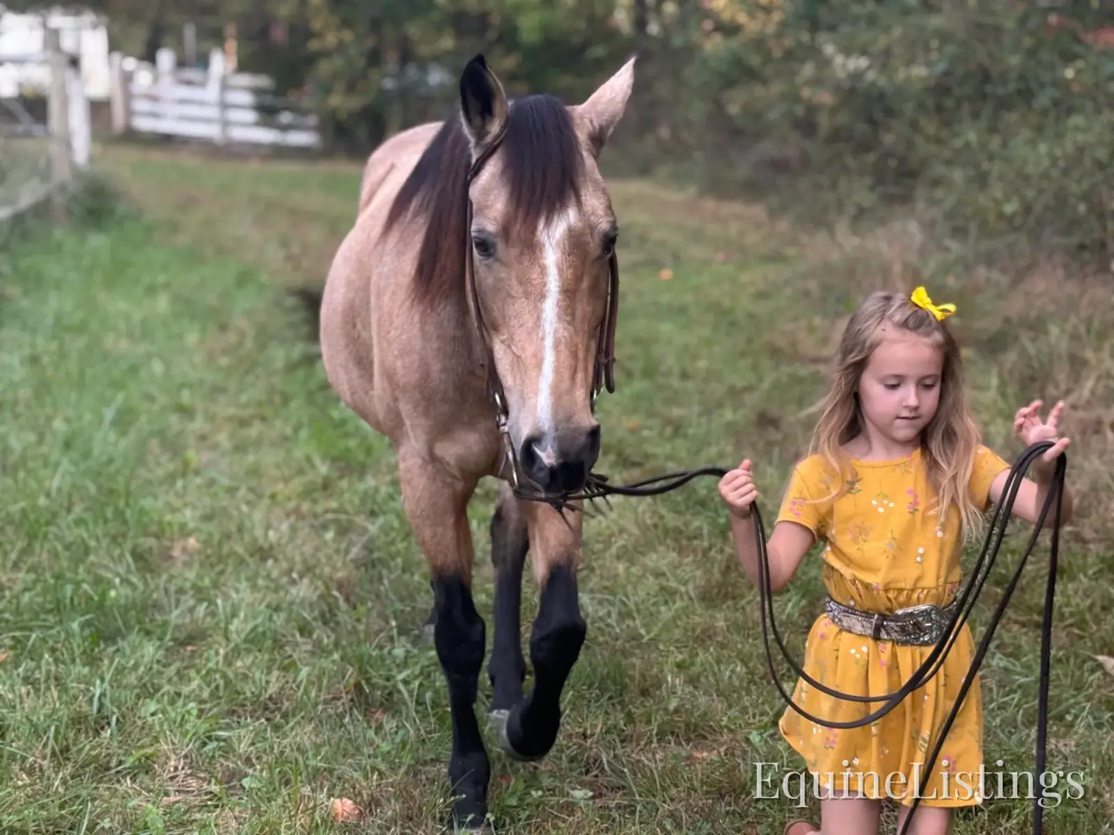 SOPHIE Buckskin Mare Rocky Mountain Horse - Photo 6