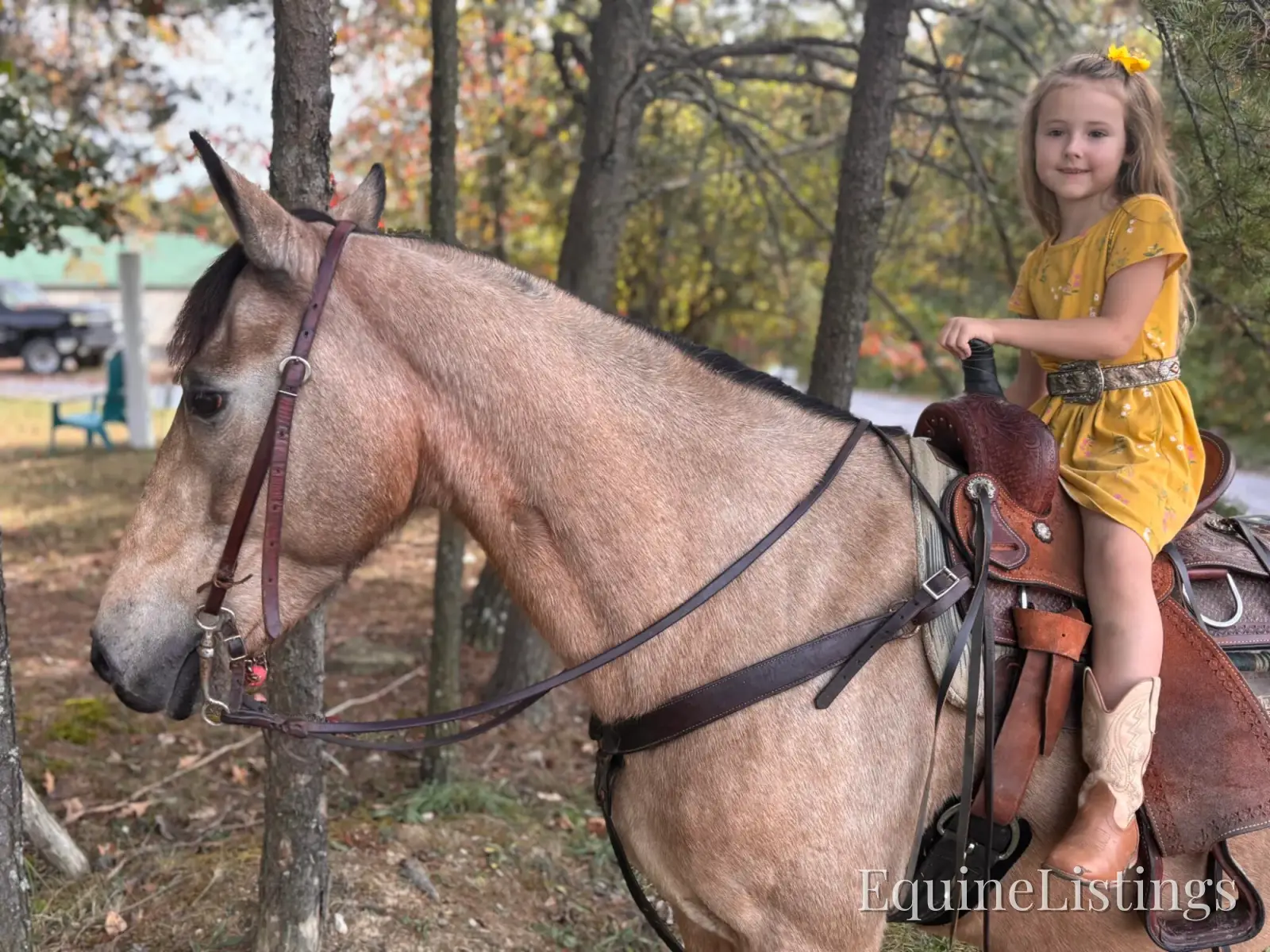 SOPHIE Buckskin Mare Rocky Mountain Horse - Photo 7
