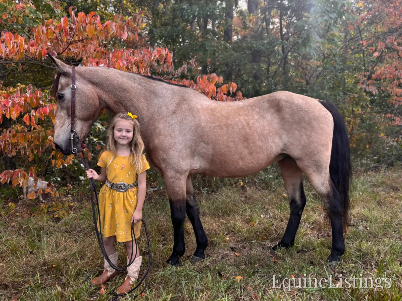SOPHIE Buckskin Mare Rocky Mountain Horse - Photo 8