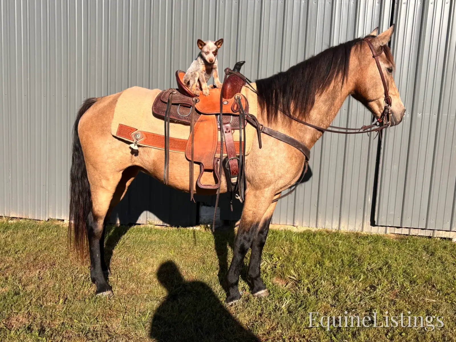 SOPHIE Buckskin Mare Rocky Mountain Horse - Photo 9