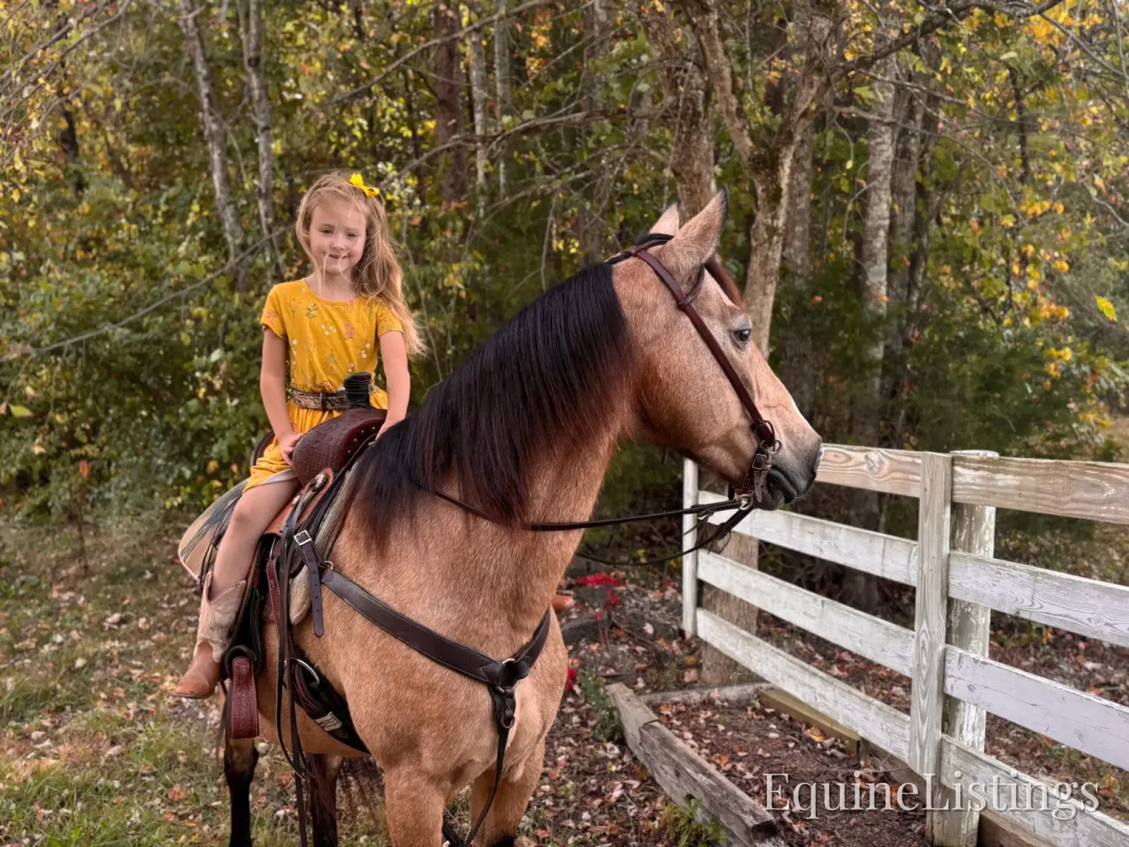 SOPHIE Buckskin Mare Rocky Mountain Horse - Photo 10