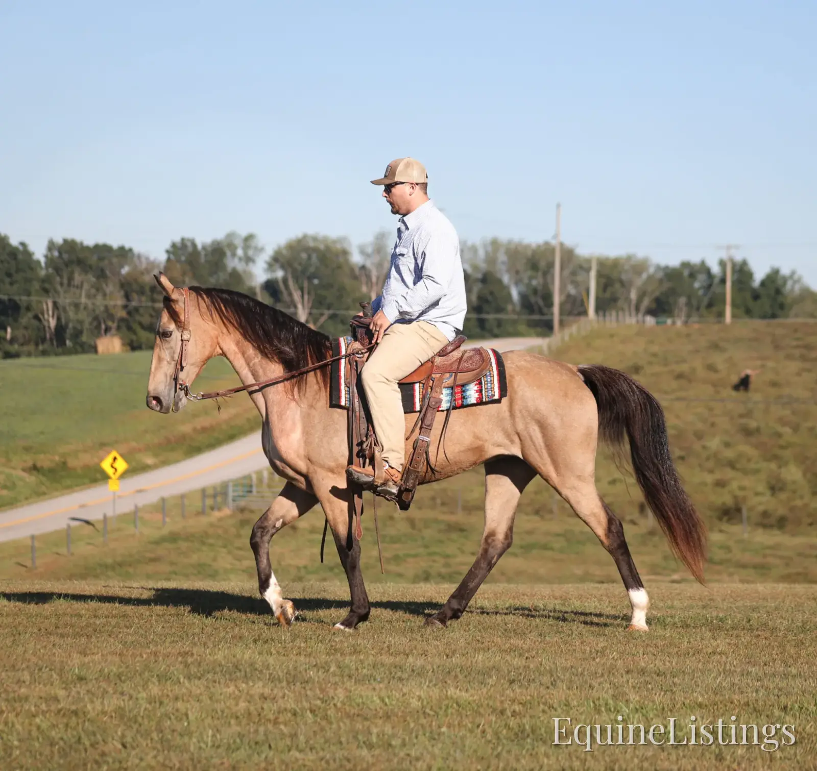 RIVER Buckskin Mare Tennessee Walking Horse