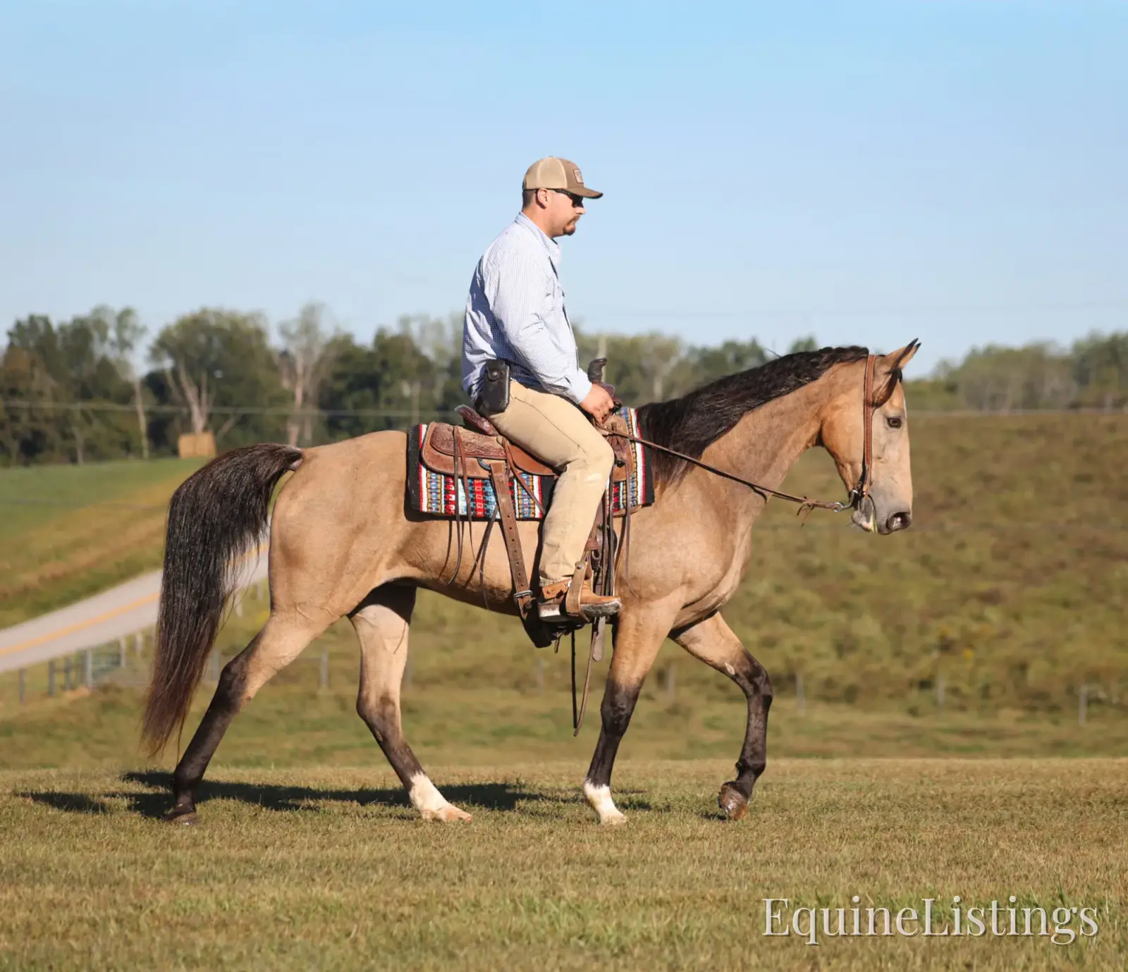 RIVER Buckskin Mare Tennessee Walking Horse - Photo 2