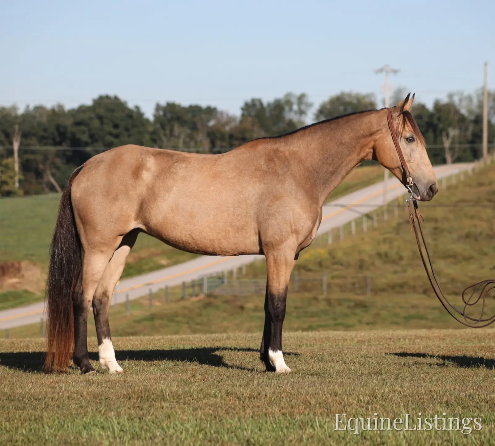 RIVER Buckskin Mare Tennessee Walking Horse - Photo 3