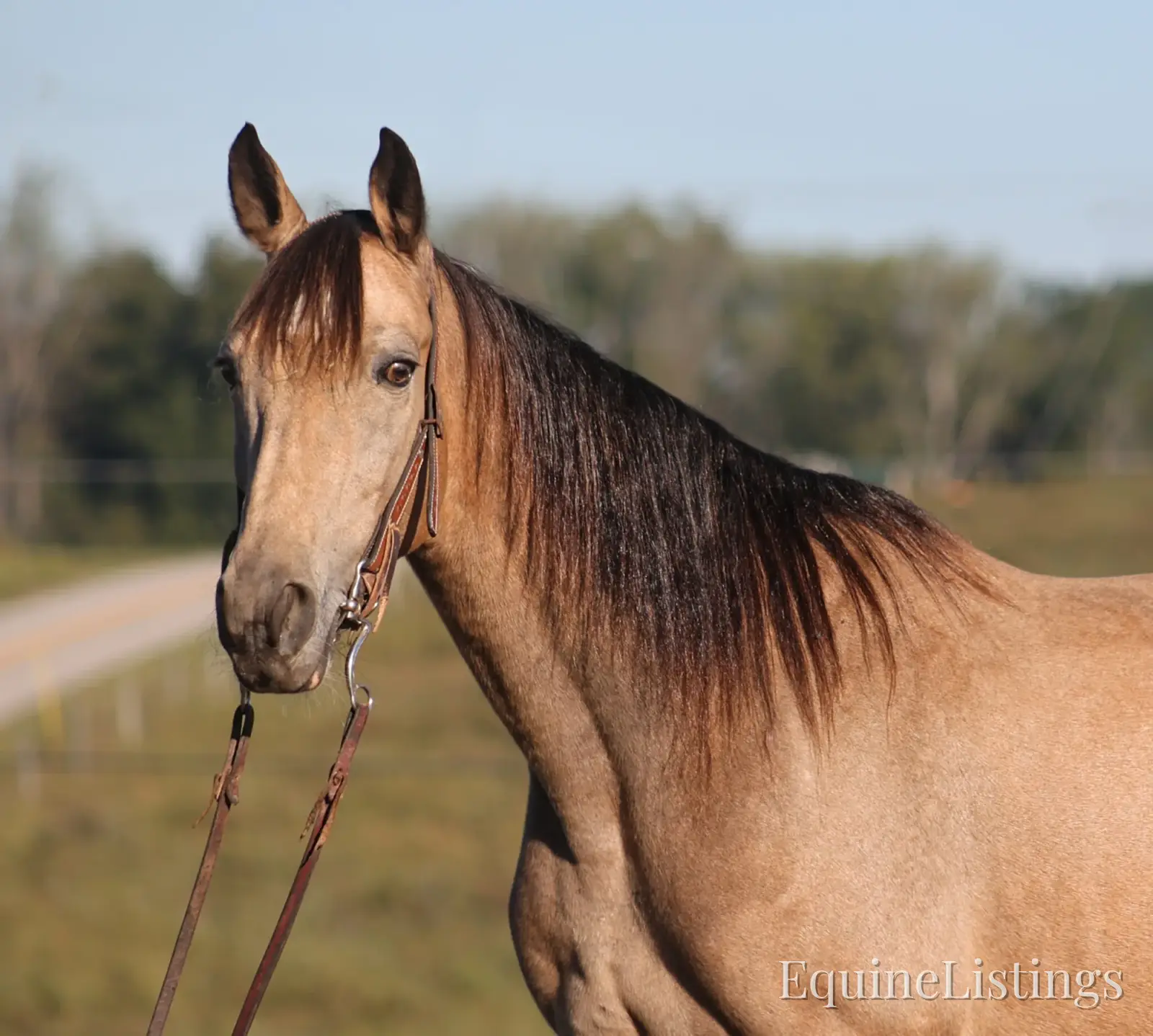 RIVER Buckskin Mare Tennessee Walking Horse - Photo 4