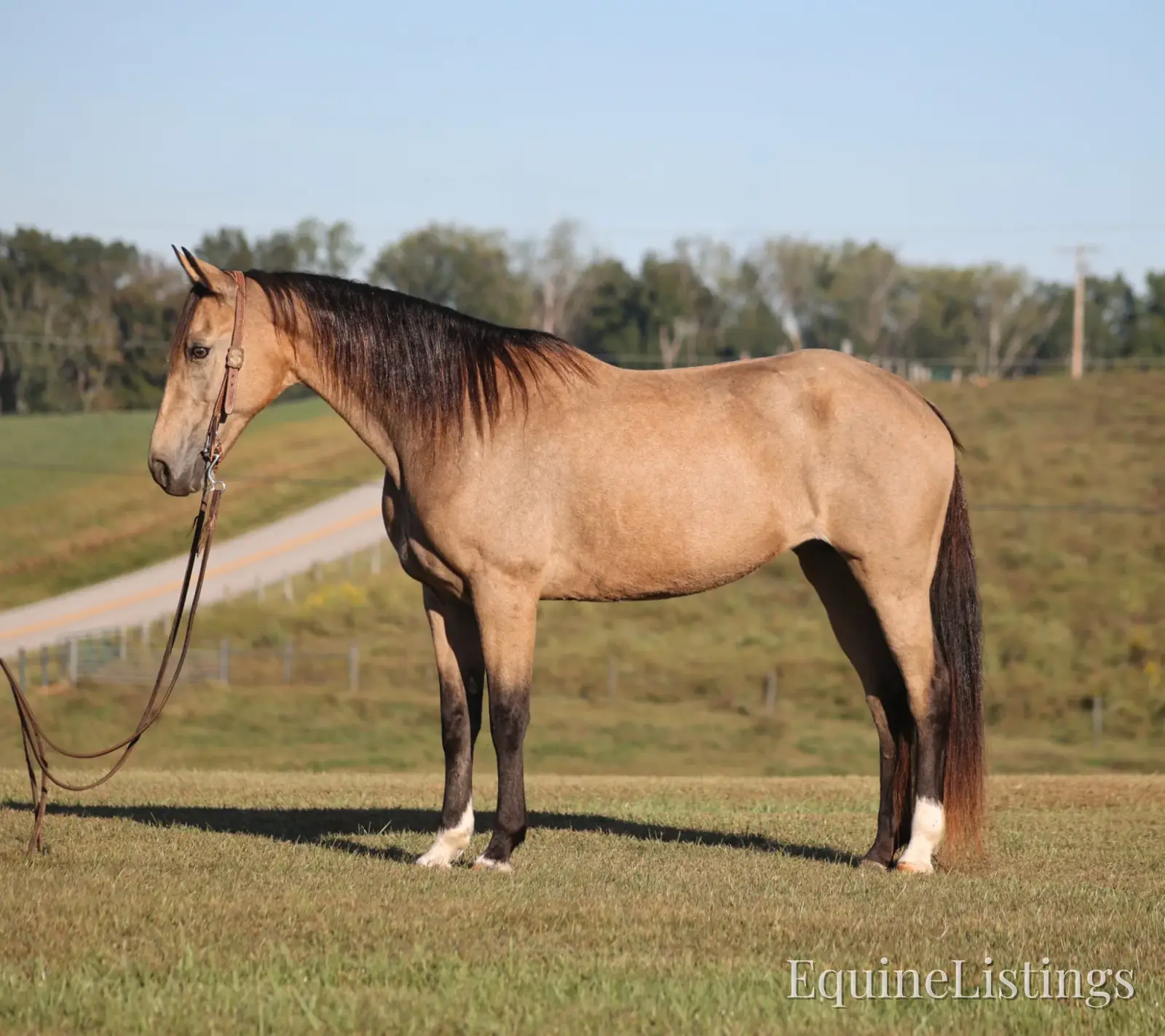 RIVER Buckskin Mare Tennessee Walking Horse - Photo 5