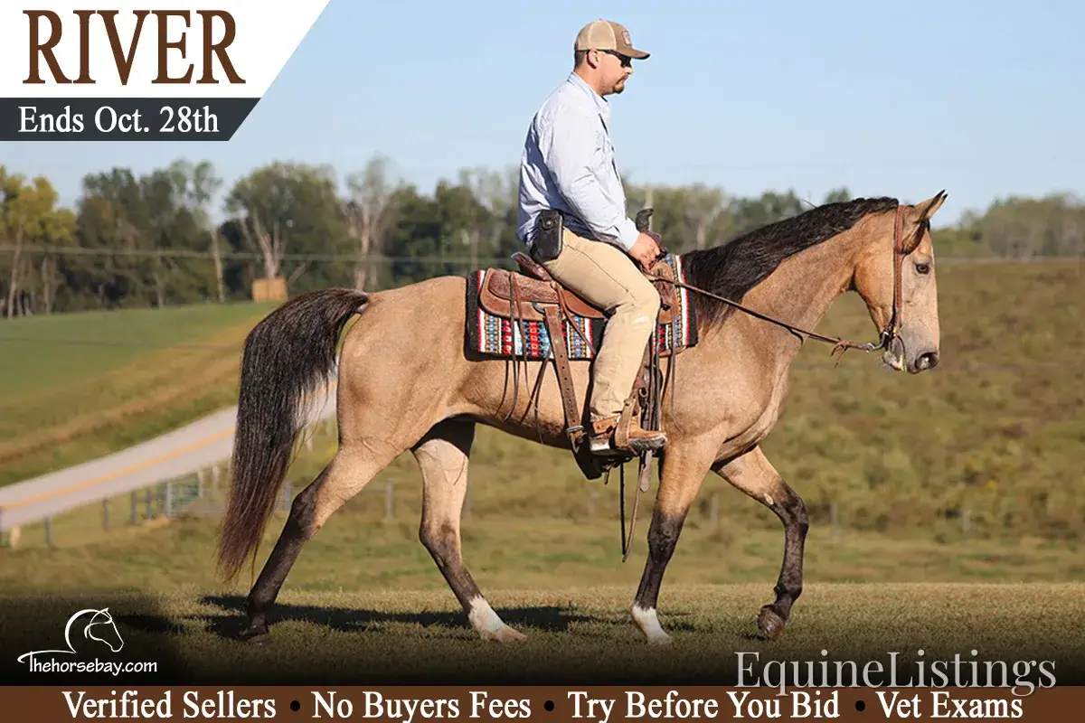 RIVER Buckskin Mare Tennessee Walking Horse - Photo 6